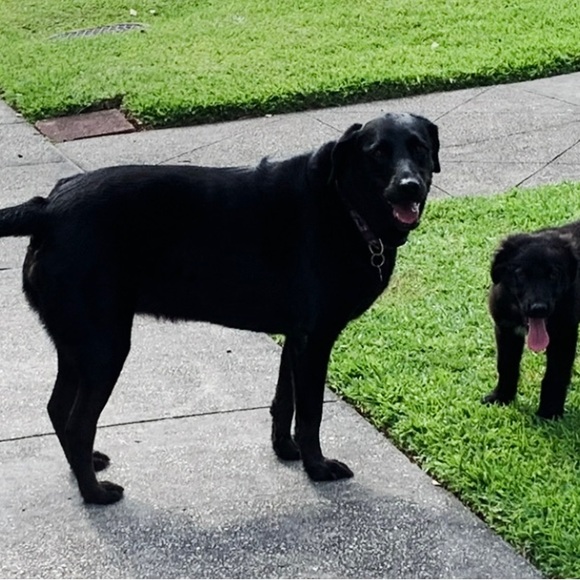 Pics and a little about me🌷VET BILLS ARE PILING UP! MAKE OFFERS PLEASE!🙏🏼🙏🏼🙏🏼 - Picture 10 of 16